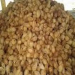 semi husked coconuts