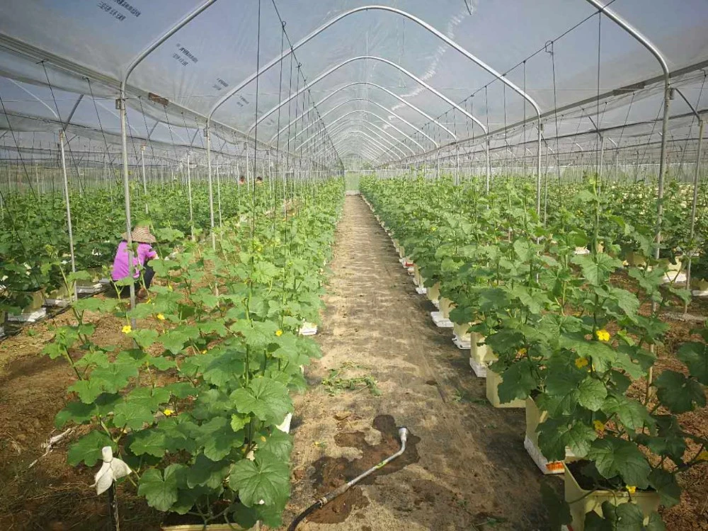 Skyplant tunnel Commercial Green house easy assemble Double Film Single-Span Agricultural Greenhouses