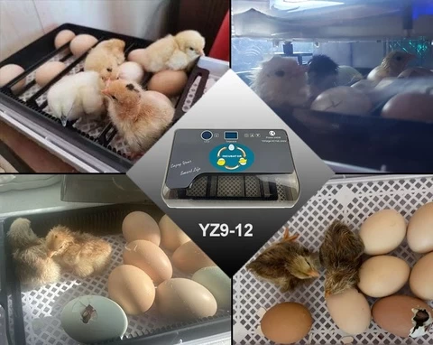 Small solar automatic12 pcs chicken hatchery egg incubator price in pakistan