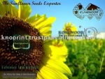 Sunflower Seed
