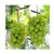 Import Sweet natural healthy vitamin rich fresh grapes fruit for wholesale from Japan