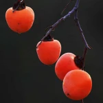The Traditional Dried Persimmon Fruit Made in China