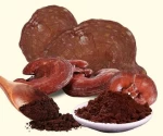 Top Product Lingzhi Mushroom Powder Lingzhi/Reishi/Ganoderma Powder Ms. Kathy