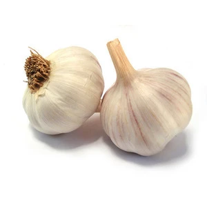 Top Quality White Garlic
