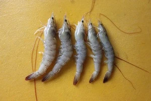 vanamei shrimp