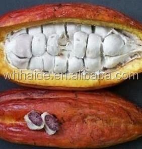 Very good cocoa beans from Ghana/Cocoa/ Cacao/ Chocolate bean