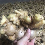 Vietnam Fresh Ginger, Fresh Old Ginger, Fresh Mature Ginger for processing refined ginger oil and spices .