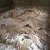Import wet salted cow head skin_Raw Salted Cow Hide Skin from Germany