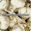 White Common Fresh Garlic
