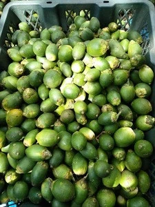 WHOLE BETEL NUTS from vietnam