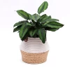 Wholesale custom home decor round hand woven Jute flower seagrass cotton rope plant basket