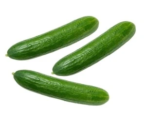 Wholesale Fresh Cucumber / Price Of Fresh Cucumber / Fresh Cucumber In India