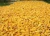 Import Yellow Corn and White Corn/ Yellow Maize for Animal Feed or Human consumption FOR SALE from South Africa