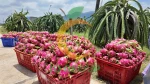 Fresh Dragon Fruit from Vietnam