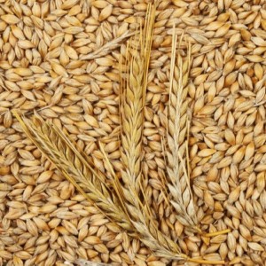 Feed Barley, Barley for Animal and Human Consumption