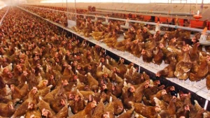 Point of lay chickens and broilers