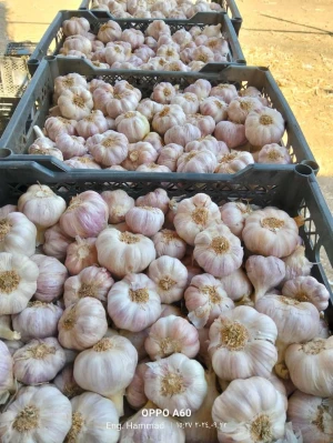 Garlic