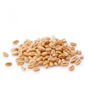 Wheat grain (5th class)