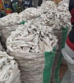 DRIED CASSAVA CHIP
