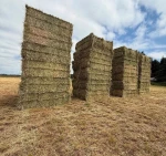 Timothy Hay Pellets and Rhodes Grass for Animal Feeding
