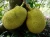 Import Jackfruit from Thailand