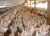 Import Point of lay chickens and broilers from South Africa