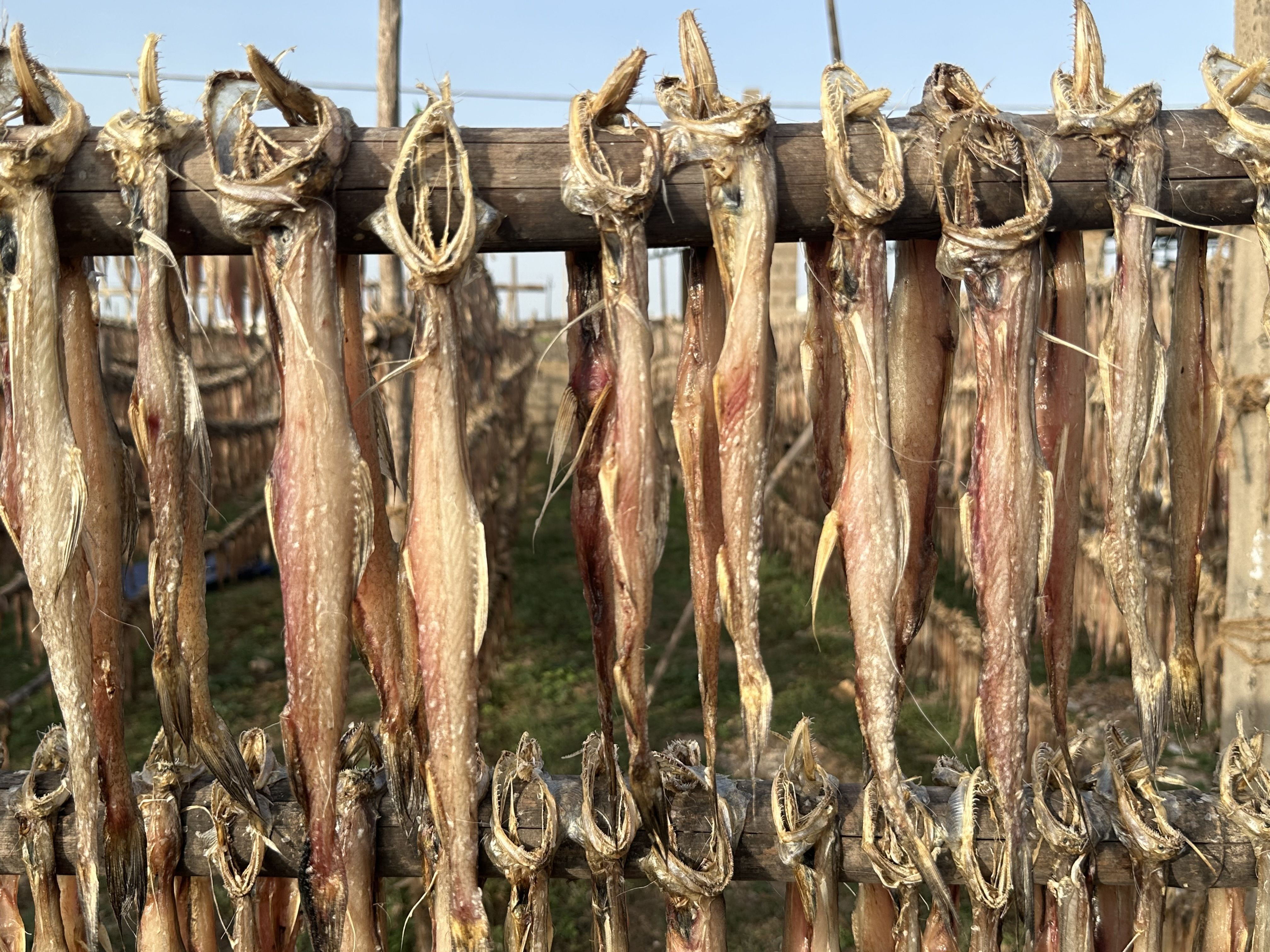 Buy Dry Fish from Sonal Marine Exports, India | Tradewheel.com