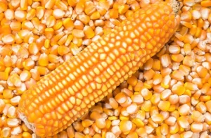 Non GMO Yellow Maize Corn from Brazil