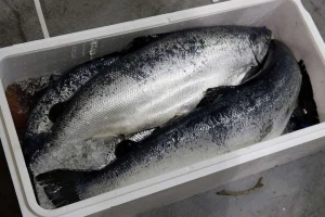 Fresh Atlantic Salmon Fish