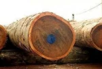 quality sapele wood logs and swan for sale