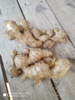 Ginger