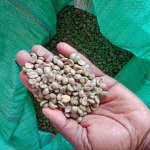 Premium Quality Green AA and AB Beans