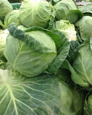 Fresh Organic Green Cabbage – Crisp, Healthy & Naturally Grown