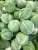 Import Fresh Organic Green Cabbage – Crisp, Healthy & Naturally Grown from South Africa