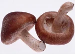 Coriolus Versicolor Extract health supplement