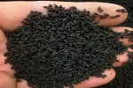 Worm Casting