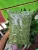 Import Moringa Leaf & Moringa Powder from Indonesia