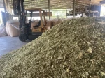 High Protein Corn Silage for Animal Feed in Vietnam