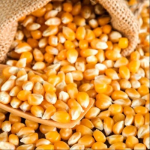Best dried Yellow and White maize