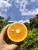 Import Fresh citrus fruit from China