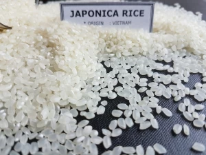 Japonica Rice/Sushi rice/Ground rice
