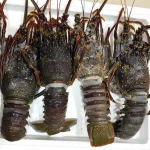 Frozen Lobster – Premium Quality Seafood for Global Markets