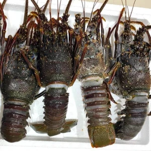 Frozen Lobster – Premium Quality Seafood for Global Markets