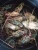 Import Frozen Lobster – Premium Quality Seafood for Global Markets from Poland