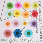 12pcs/Bag Small Natural DIY Real Dried Flowers Nail Art Pressed Flower Nail Art Pressed Dry Flower