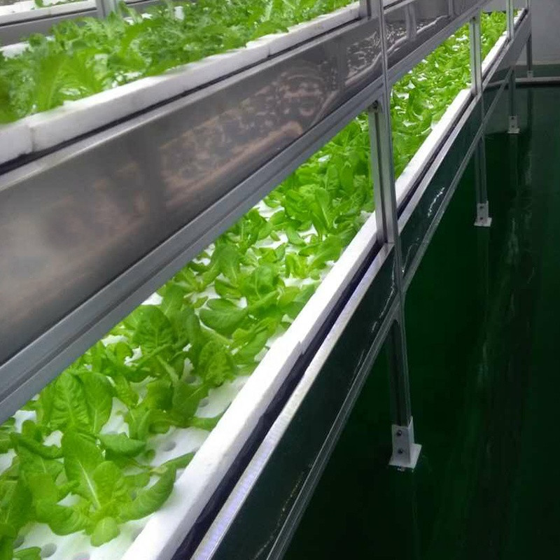 288 heads hydroponic DFT Deep Flow Technique Indoor Farm Growing For Lettuce