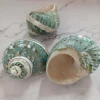 8-13cm Natural Super Large Conch Shell New Sea Snail Craft Home Decoration Turbo cornulus Pot Ornaments Crafts Green screw Beach