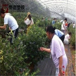 Agricultural Products Hot Film Black Weed Mat Ground Cover Fabric