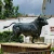 Import animal modern statues life size girl with cow bronze sculpture from China
