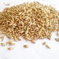 Animals feed barley with cheap price